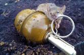 Украинские солдаты жалуются на засилье крыс и мышей - как в Первую мировую