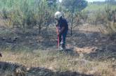 На Николаевщине три часа горел Галициновский лес: уничтожено 2,5 гектара насаждений ФОТО, ВИДЕО