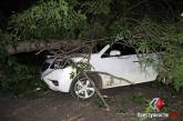 В Николаеве дерево упало на четыре автомобиля