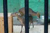 В Николаевском зоопарке новоселы: яки и мунтжаки