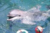 Маленькому Захару из Николаева справляться с болезнью помогает дельфинотерапия