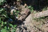 В Николаевской области найдены устаревшие боеприпасы