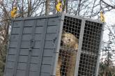 В Николаевский зоопарк из Москвы приехала самка белого медведя