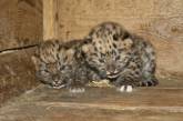 В Николаевском зоопарке у пары редких амурских леопардов родились детёныши. ФОТО