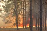 В Николаеве горел Матвеевский лес: причина - человеческий фактор