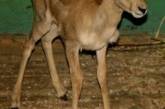 В Николаевском зоопарке пополнение: у антилопы родился детеныш