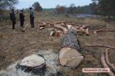 В Матвеевском лесу продолжают уничтожать молодые сосны, копать песок и выбрасывать мусор