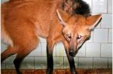 В Николаевском зоопарке теперь будет жить уникальная волчица из Эстонии
