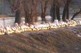 Наводнение на Николаевщине - подтоплены сотни домов (ФОТО)
