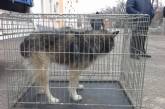 В Николаеве Центр защиты животных открыл свои двери: горожан приглашают выбирать себе собачек