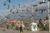 Николаевские голуби "улетели" представлять наш край на выставку в Тюмени