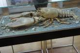 В николаевском музее показывают самого большого в Украине гигантского омара и рюмки имперских моряков
