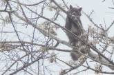 Николаевские спасатели сняли с дерева кота, который просидел там трое суток