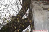 В Николаеве упавшее дерево повредило газовую трубу
