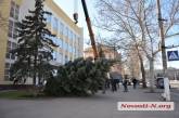 В Николаеве возле Дворца творчества учащихся прошла операция по спасению голубой ели