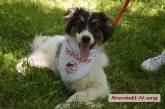 «У счастья нет породы!» - в Николаеве проходит выставка беспородных собак