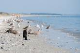 На Кинбурнской косе из-за стихийных свалок гибнут птицы: власти проблему игнорируют