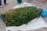 На Водопое у местного жителя изъяли 1 кг каннабиса и 900 кустов конопли. ФОТО