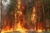 Под Николаевом масштабный пожар — горит 10 га леса