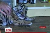 Работники зоопарка в Николаеве выхаживают тигренка, от которого отказалась мать