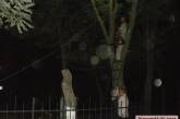 В николаевском парке активисты задержали ночных «дровосеков»  