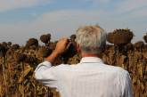 Николаевщина, побившая рекорд урожая за 10 лет, отметила День поля