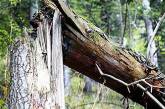 На Николаевщине пенсионера убило упавшее дерево