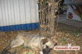 В Николаеве потравили собак: животные умирают от обильного кровотечения из пасти (фото 18+)