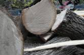 "Взяли и спилили живое красивое дерево", - николаевцы пожаловались на ЖЭК