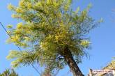 Николаевский активист спас 80-летнее дерево