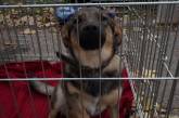 «Подари собаке дом»: в Николаеве прошла выставка животных