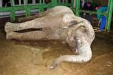 Николаевскому зоопарку предлагают слона из Франции, правда больного и агрессивного