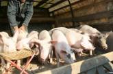 В Крыму из-за вируса свиной чумы объявлен карантин