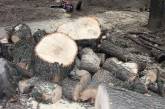 В Николаеве неизвестные без документов пилят здоровые деревья