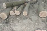В Арбузинском районе под руководством местного лесника вырубили более 20 деревьев