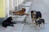 В Николаеве ожидается сокращение популяции бродячих собак