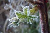 В Николаеве и области прогнозируют грозовые дожди и ночные заморозки 