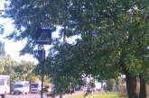 В Николаеве ветки деревьев закрывают дорожные знаки, создавая аварийные ситуации