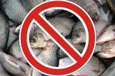 В Николаевской области могут на пять лет запретить промышленный вылов рыбы в Южном Буге