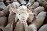 На Николаевщине зафиксирована вспышка африканской чумы свиней