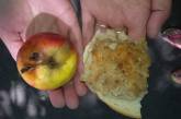 В детсаду в Николаеве детей кормят гнилыми яблоками и котлетами из риса и овсянки. ФОТО