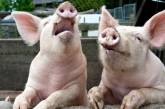 В Новоодесском районе Николаевской области зафиксирована вспышка африканской чумы свиней