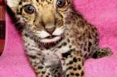 В Николаевском зоопарке ветеринар «удочерила» детеныша ягуара, от которого отказалась мать. ФОТО