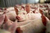 Экспорт украинской свинины сократился в 25 раз