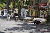 В Николаеве на главной улице обжилась стая нечипированных бродячих собак