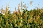 Китай отказывается от николаевской кукурузы из-за вредителей