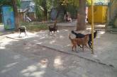«Людям страшно ходить»: Николаевский депутат пожаловалась на агрессивную свору собак