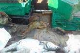 На Николаевщине задержали браконьера, наловившего осетровых на полмиллиона гривен