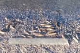В Днепро-Бугском лимане зафиксирован массовый мор бычка: погибло уже полмиллиона рыб  