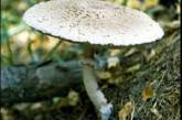 На Николаевщине — очередное отравление грибами